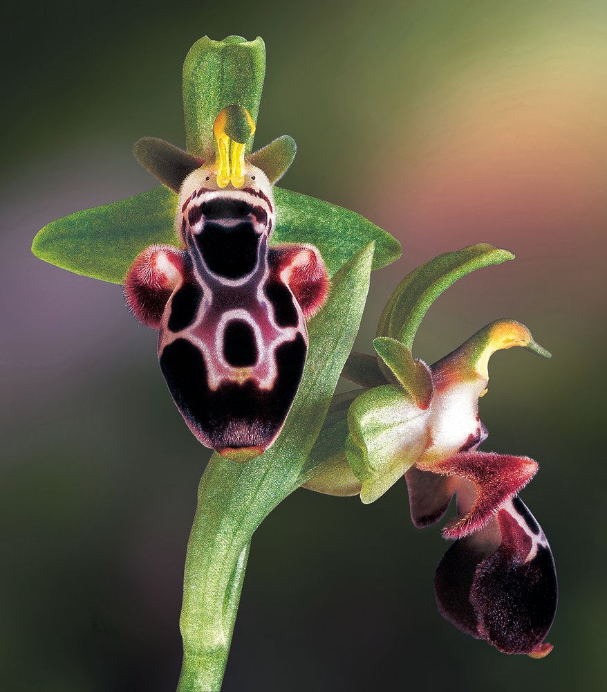CYPRUS BEE ORCHID