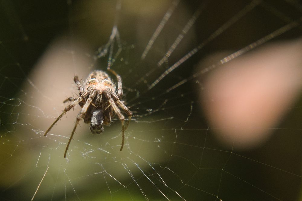 Araña Tejedora Naranja Alpaida Veniliae