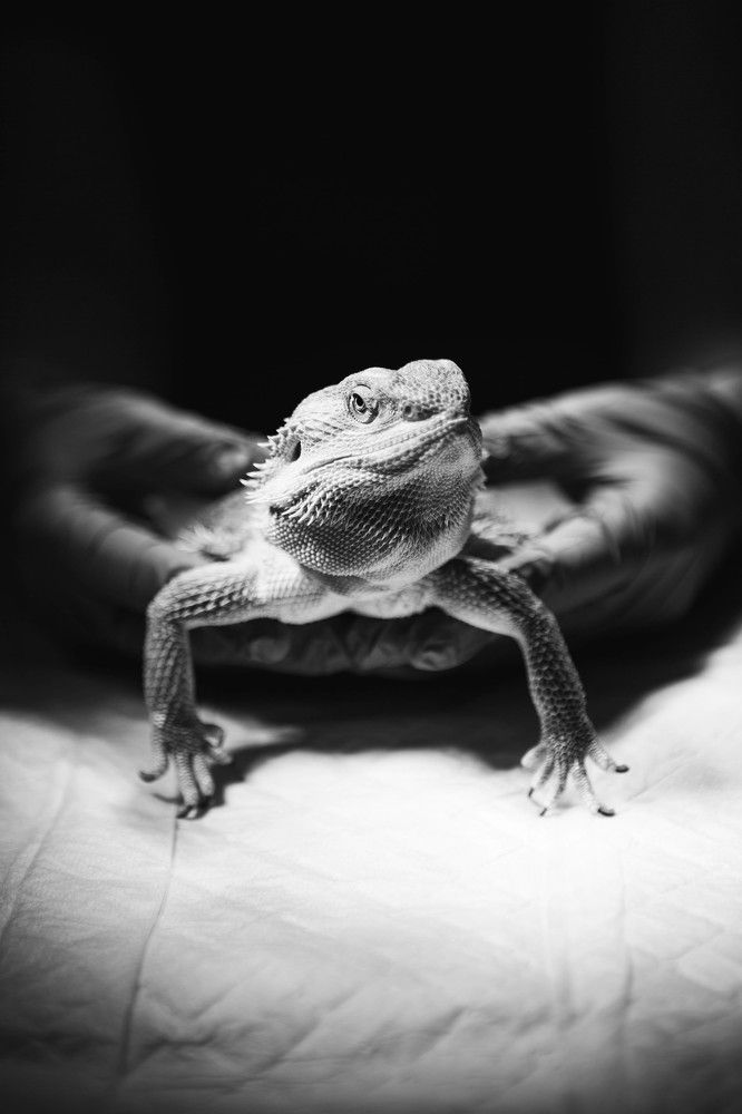 Фотография автора Ольга Анохина