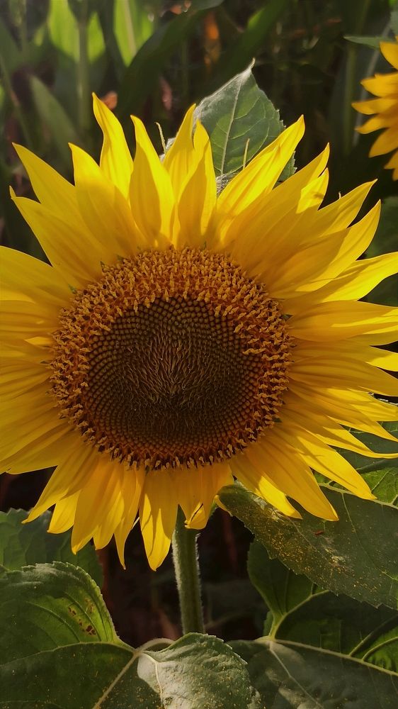 Photograph by Людмила Щуцкая