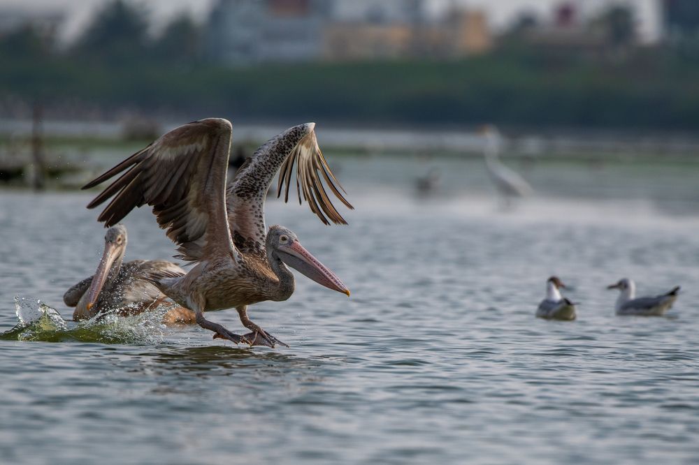 Photograph by Arnold Judson Samuel