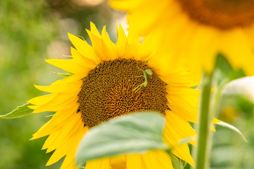 Photograph by Рамзан Давлетмирзаев