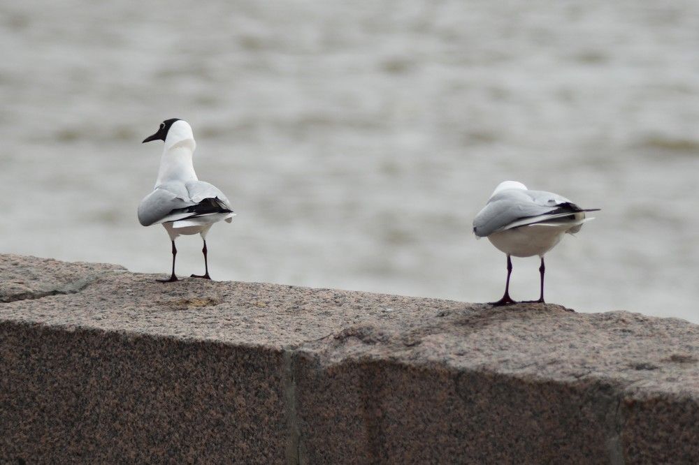 Фотография автора Tkachev Aleksey