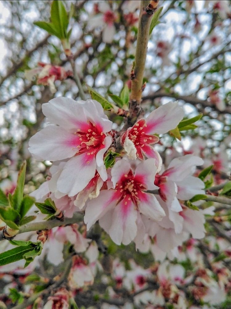 Photograph by Azzeddine Memmou