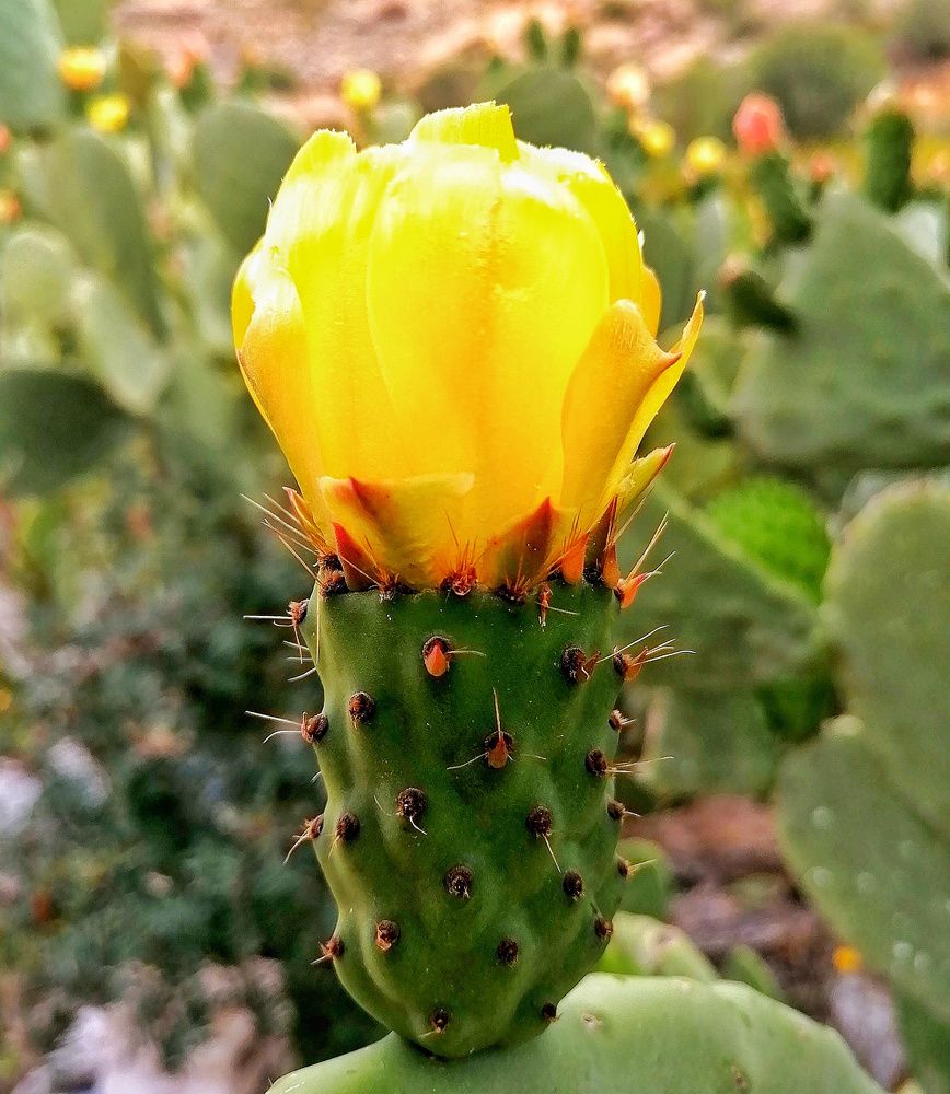 Photograph by Azzeddine Memmou