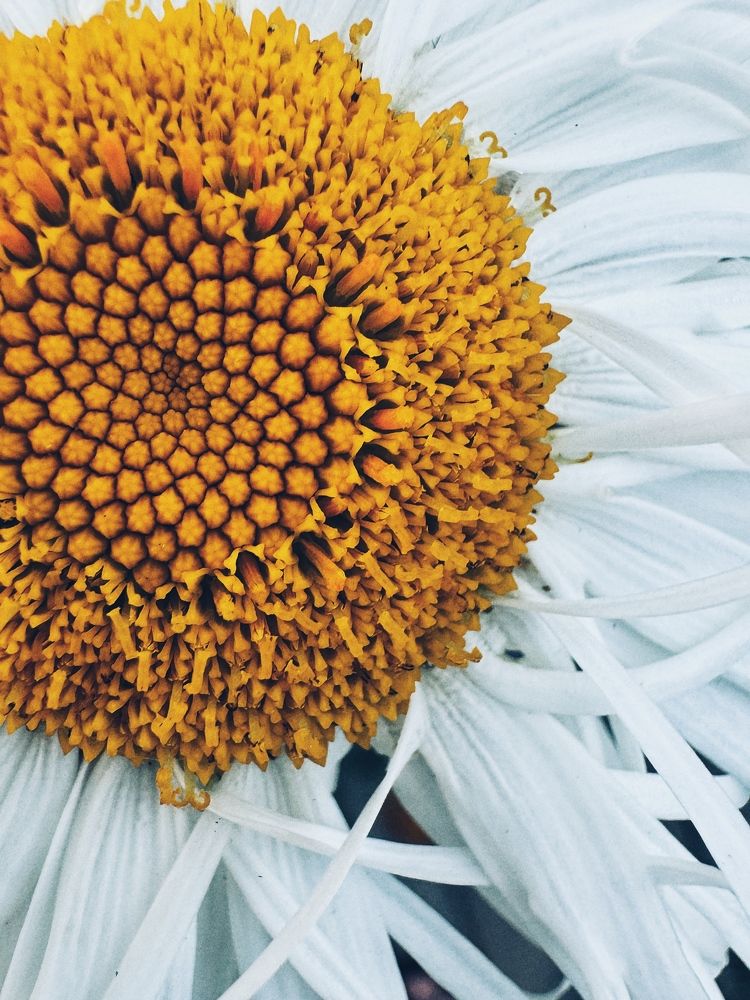 Фотография автора Елена Поживилко