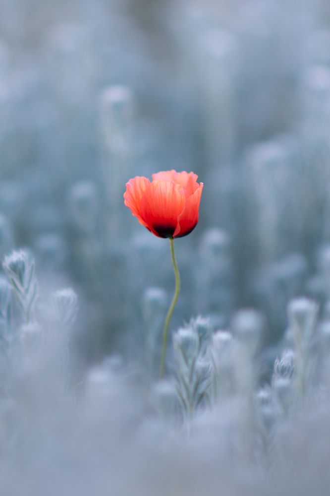 Photograph by Наталья Темная