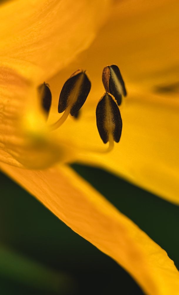 Photograph by Oxana Petlina