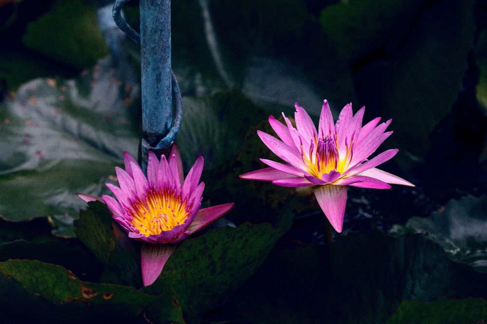 Photograph by Daria Osipova