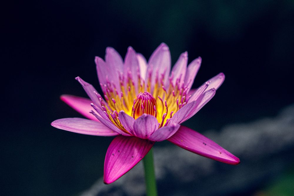 Photograph by Daria Osipova