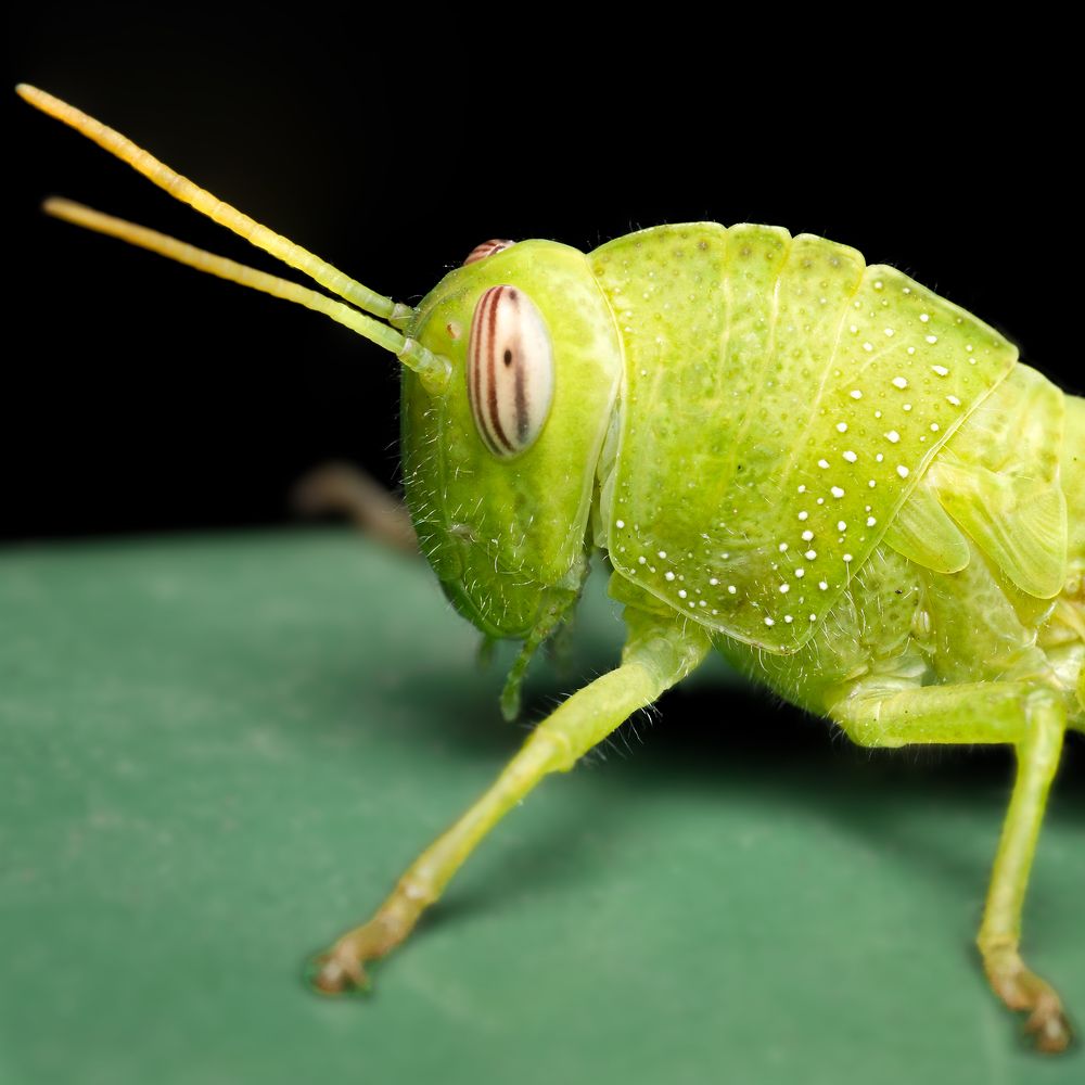 Photograph by Jose CO