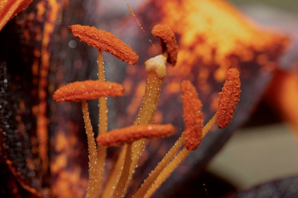 Фотография автора Ираида Гайфуллина