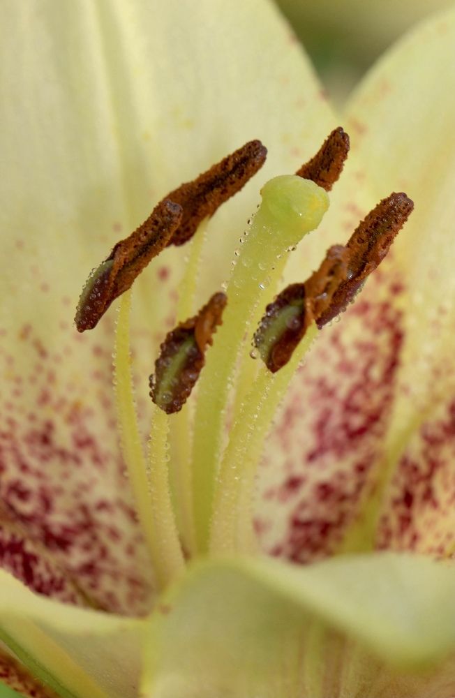 Фотография автора Ираида Гайфуллина