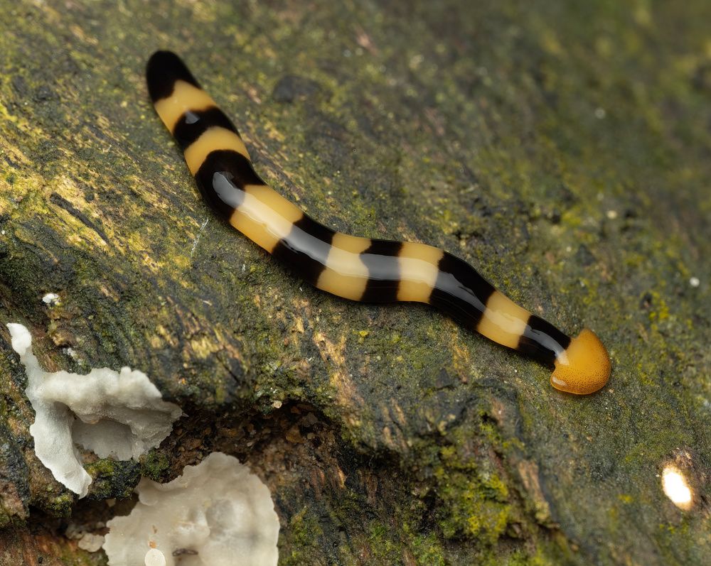 Hammerhead Worm