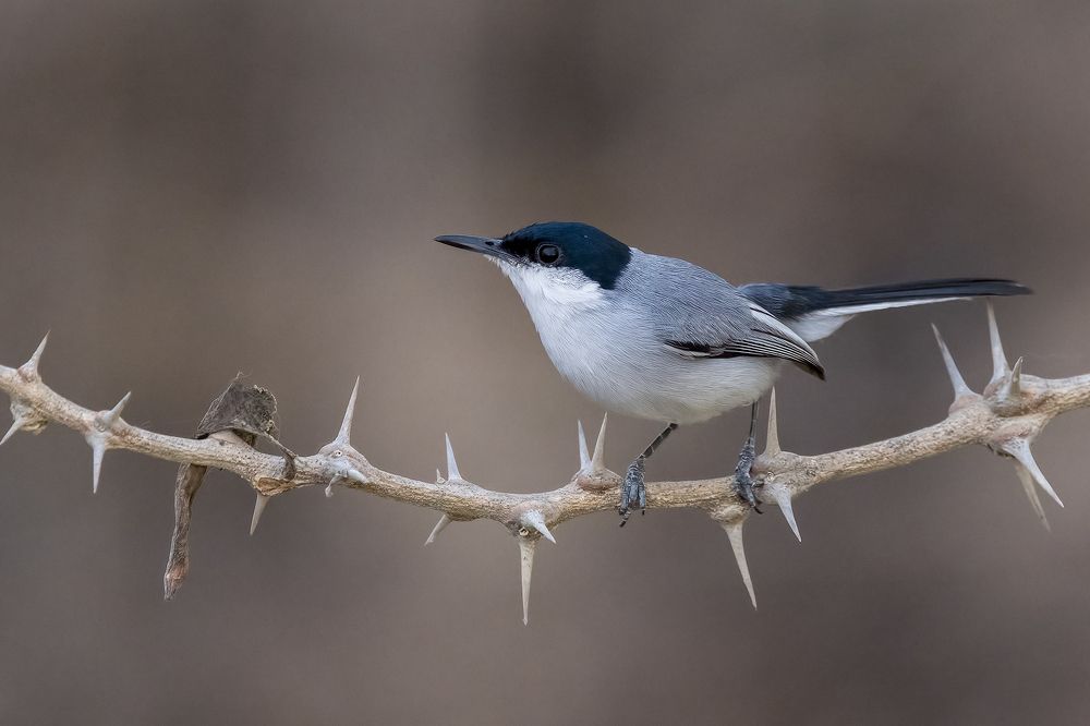 Photograph by Burgalin Sequeira Fernando