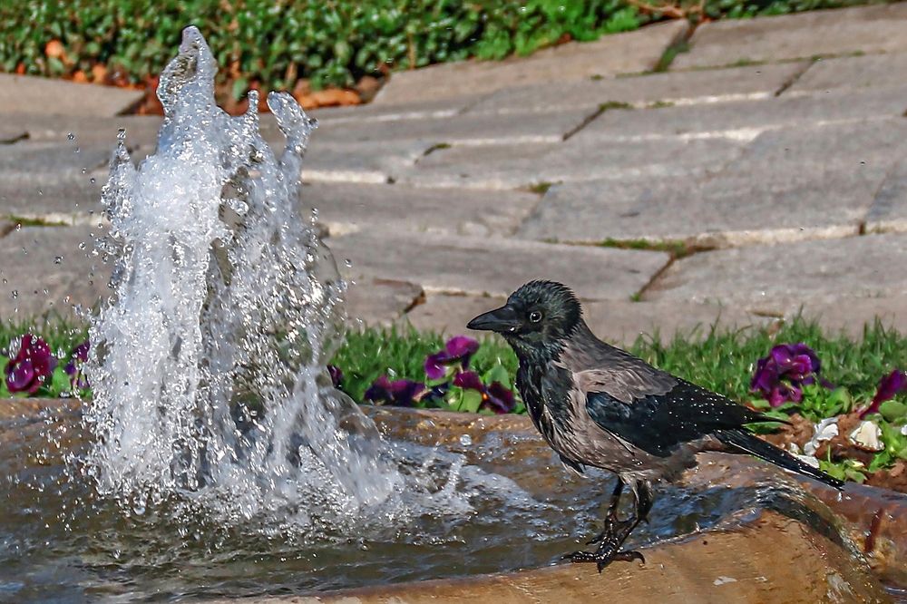 Я в фонтане купаюсь а вы кто