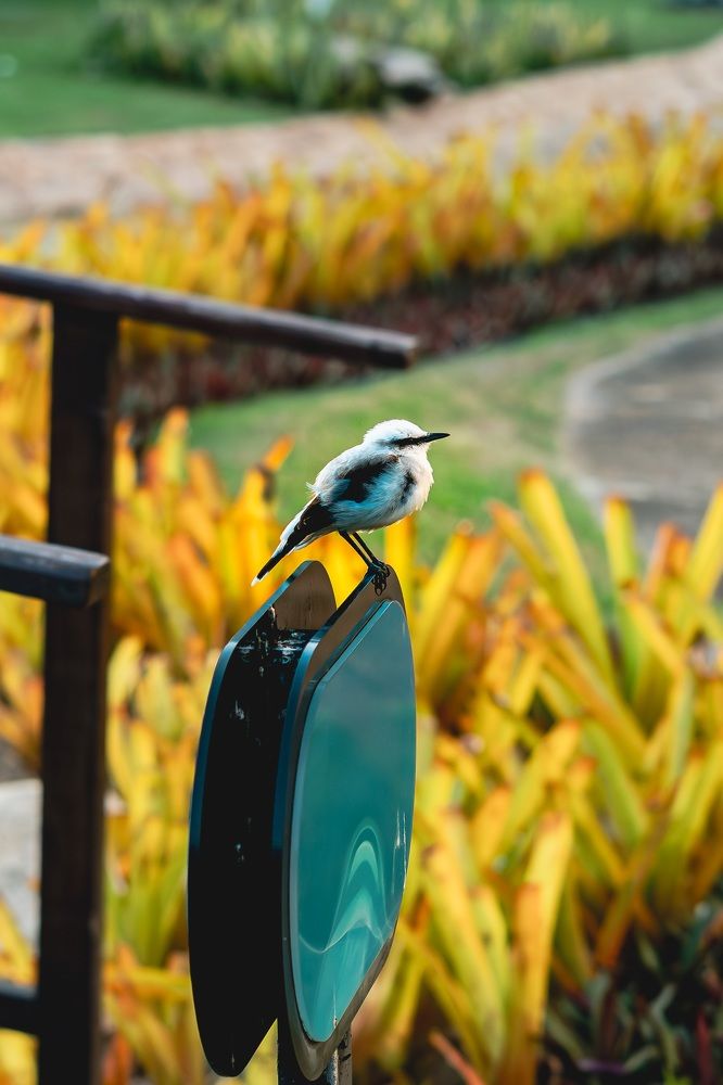 Фотография автора Antonio Etevaldo Rodrigues Junior