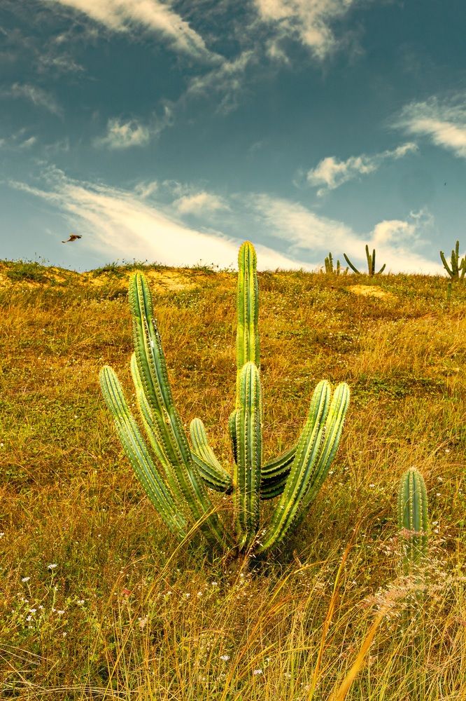 Фотография автора Antonio Etevaldo Rodrigues Junior