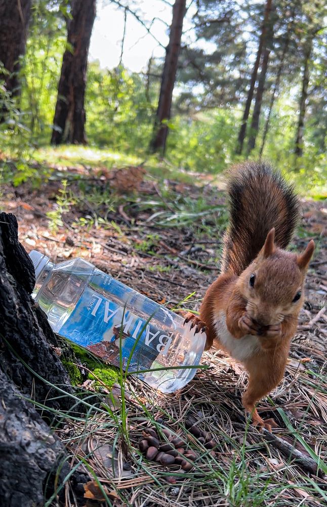 Белочка в городском парке г. Шелехова