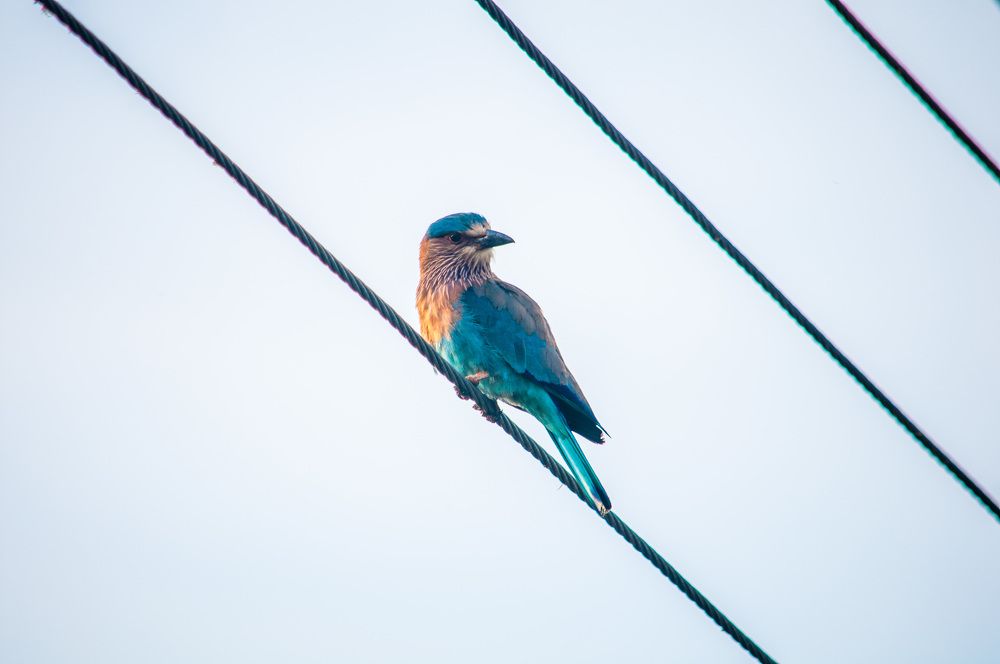 Photograph by Chamara Sulakkhana Polwatta Siriyalage