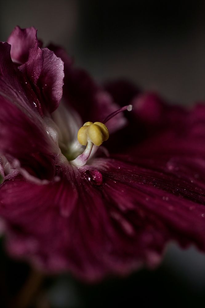 Photograph by Полина Фрольцова