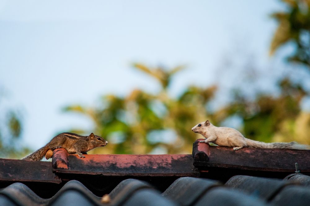 Photograph by Chamara Sulakkhana Polwatta Siriyalage