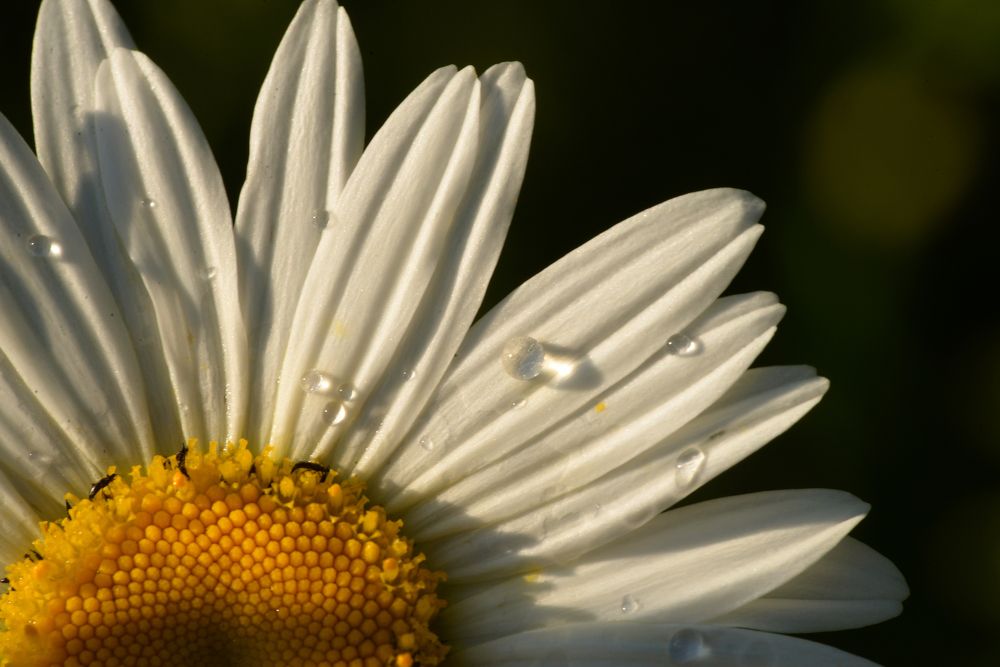 Photograph by Татьяна Кужаниязова