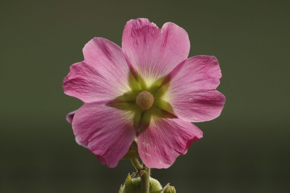 Фотография автора Washiful Majid