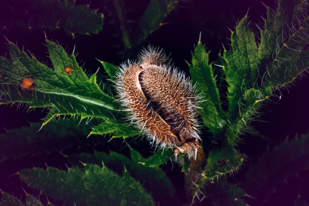 Photograph by Сергей Немчинов