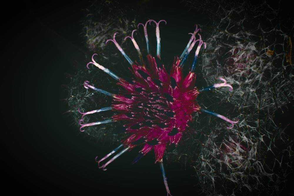 Photograph by Сергей Немчинов