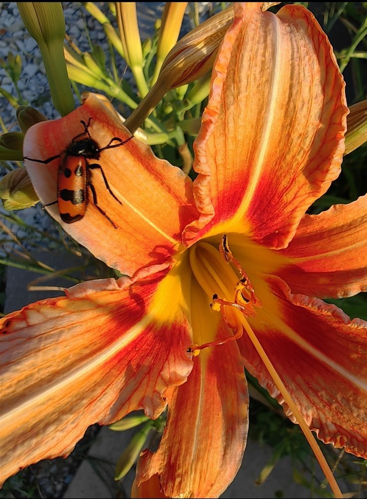 Photograph by Ирина Тихая