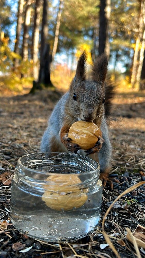 Белочка в городском парке г. Шелехова