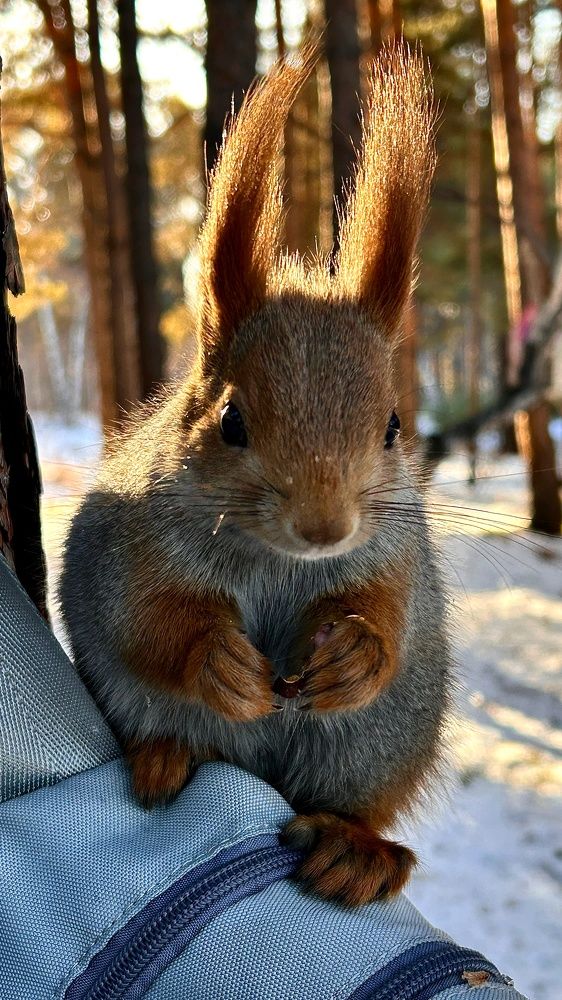 Белочка в городском парке г. Шелехова