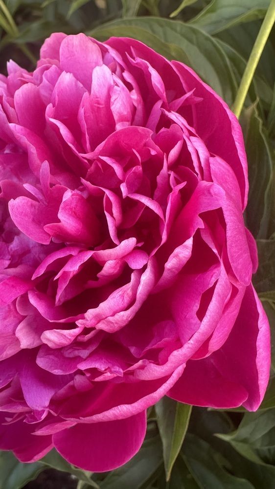 Photograph by Юлия Зель-Жилинская