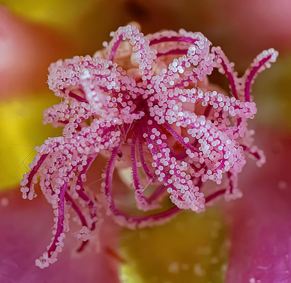 Внутри цветка мальвы