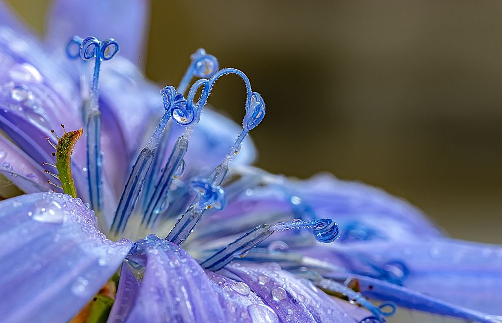 Голубой мир цикория