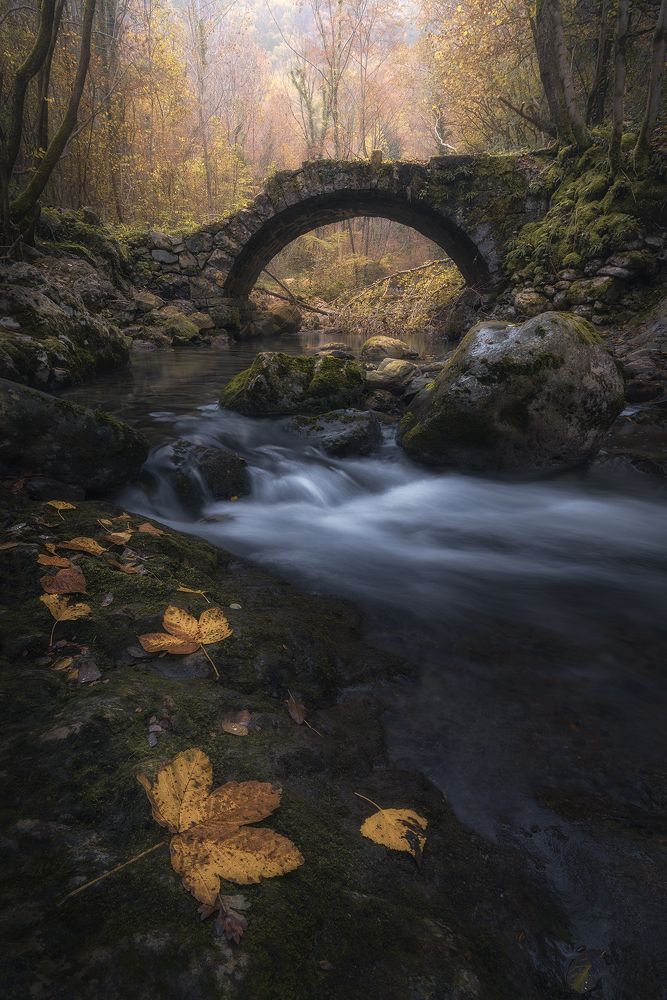 Master of Disharmony