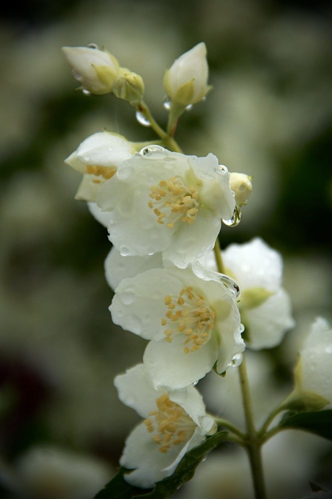 Photograph by Юлия Вялкова
