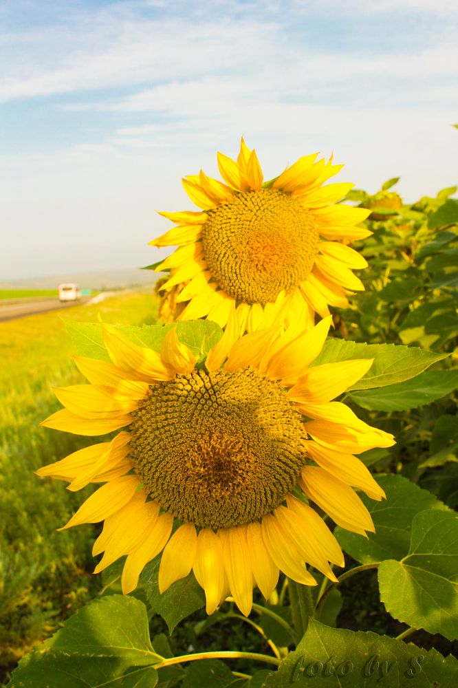 Photograph by Светлана Гришакова