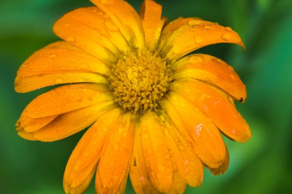 Photograph by Nadezhda