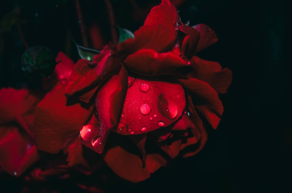 Photograph by Дмитрий Педченко