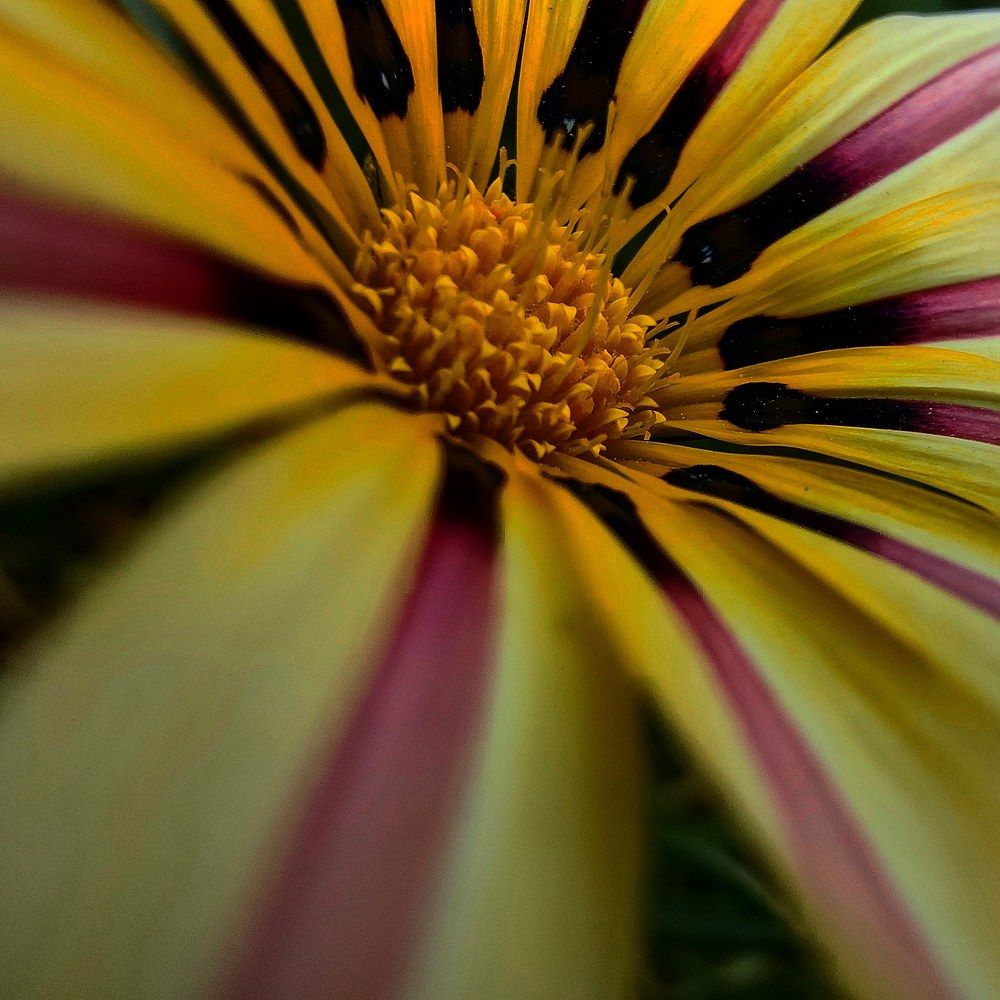 In gazania