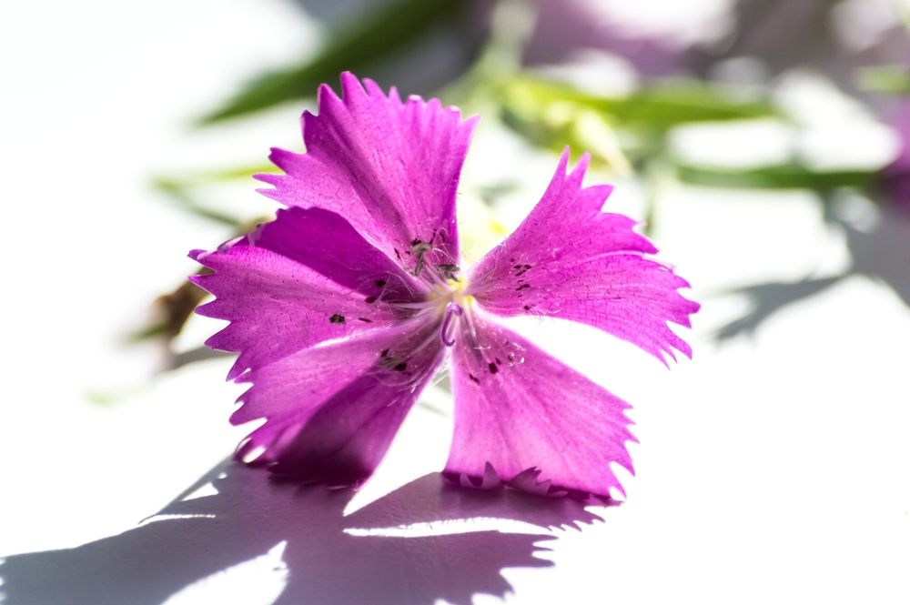 Photograph by Nadezhda