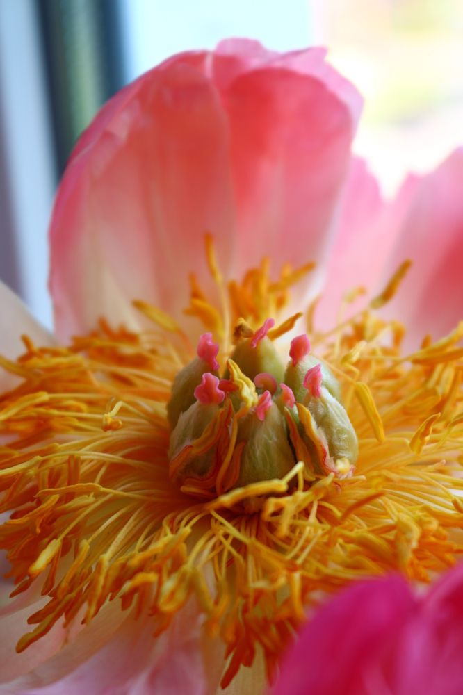 Photograph by Светлана Шуткова