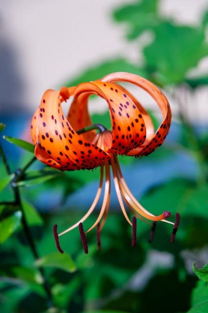 Фотография автора Виталий Дузь