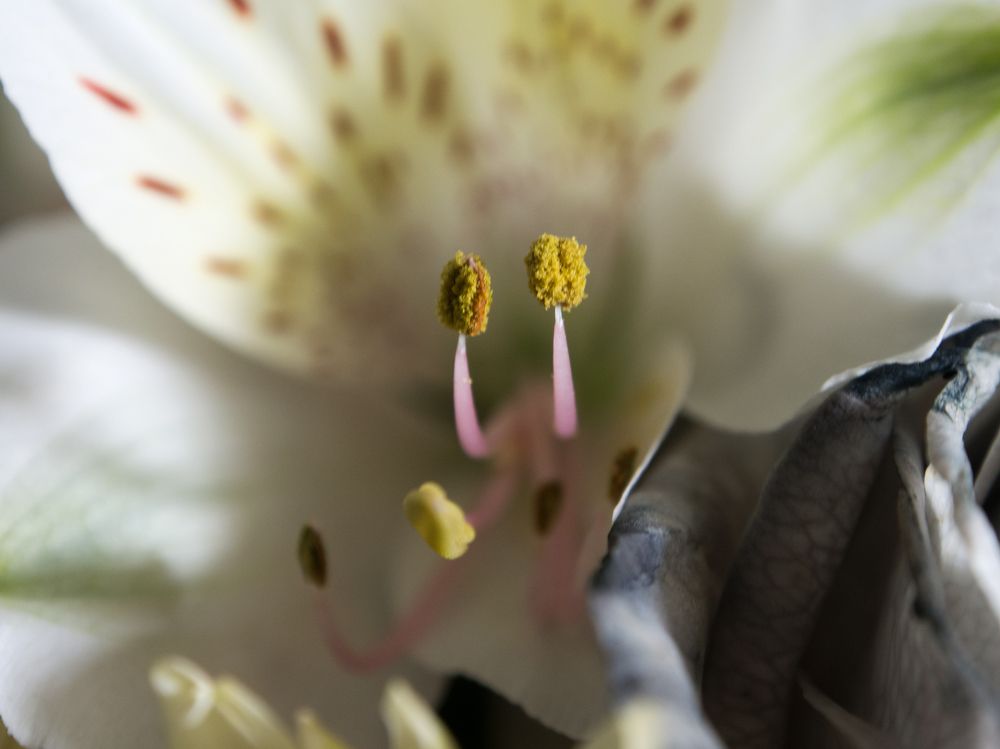 Photograph by Abdolreza Aleagha