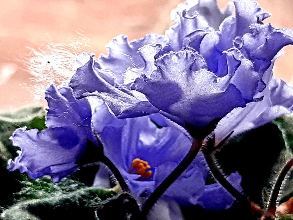 Photograph by Екатерина