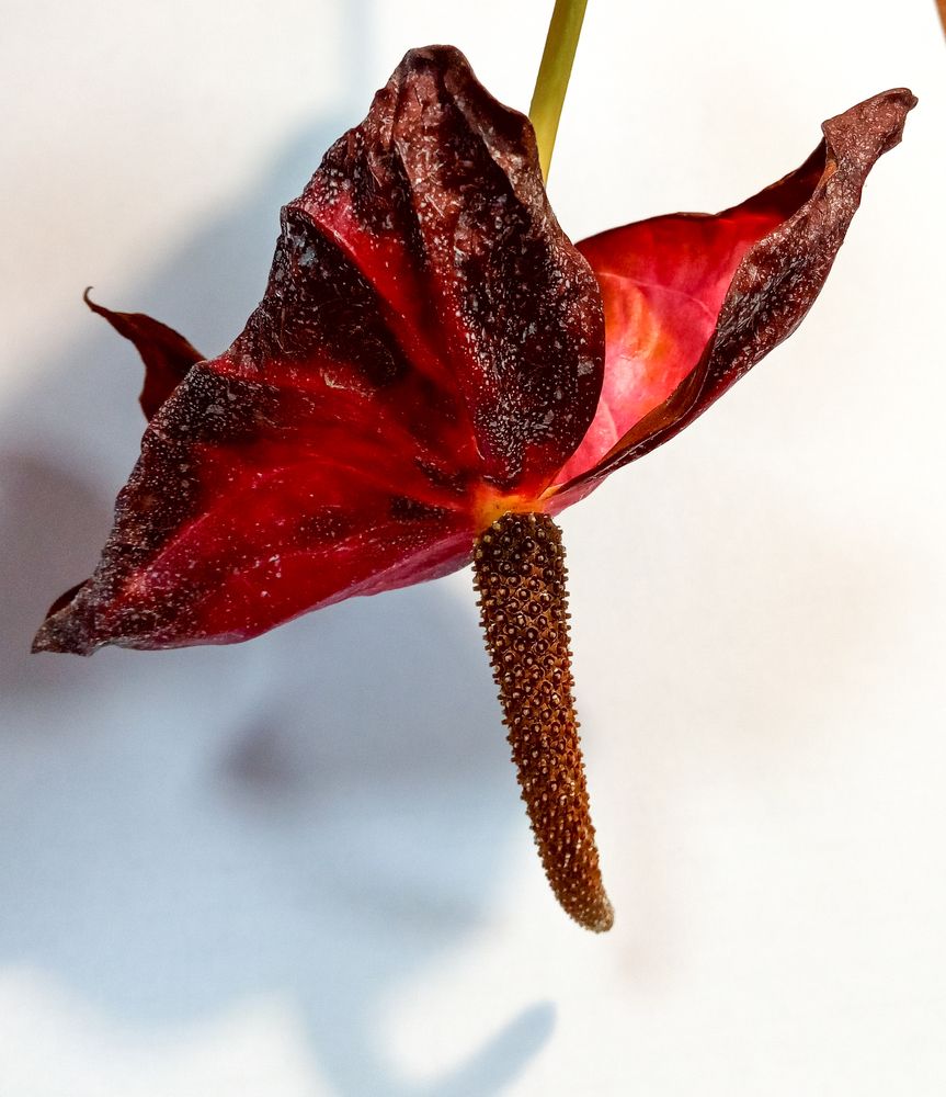 Photograph by Ольга Салтыкова