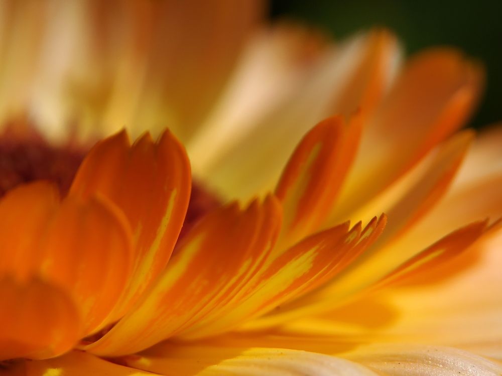 A study in orange tones.