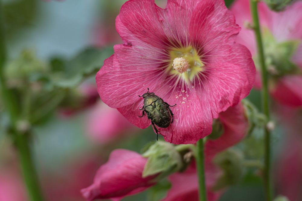 Photograph by Алексей